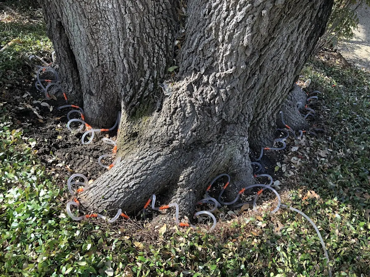 Detailed Tree Cabling and Bracing job site in Canal Point